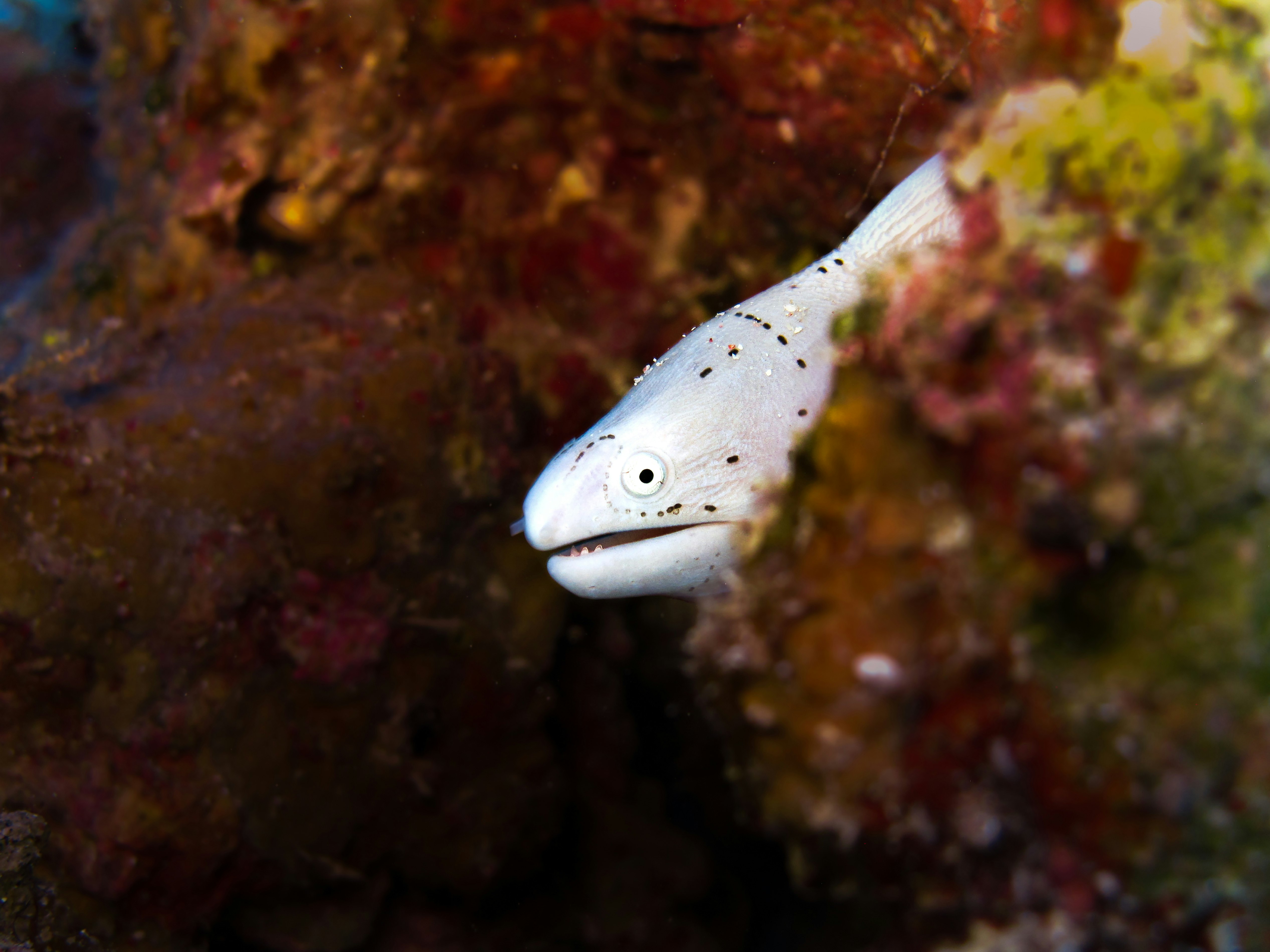 silver fish beside coral